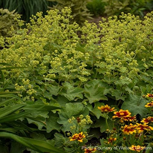 Perennial Farm Marketplace Alchemilla mollis (Lady's Mantle) Groundcover, 1 Quart, Light Green Foliage (Pack of 6) - Image 4