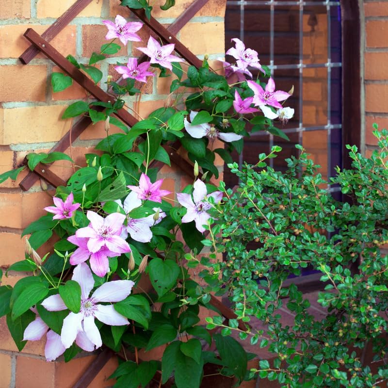 Pink Clematis Vine Plant, Clematis Vine Plants Live in 2.5 Inch Pot - Image 5