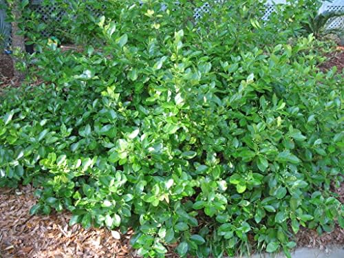 Greenwood Nursery: Live Ground-Cover Plants - Purple WinterCreeper + Euonymus Fortunei Coloratus - [Qty: 100 Bare Roots] - (Click for Other Available Plants/Quantities) - Image 2