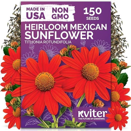 150 Mexican Sunflower Heirloom Flower Seeds, Tithonia Rotundifolia by KVITER