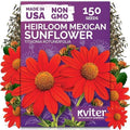 150 Mexican Sunflower Heirloom Flower Seeds, Tithonia Rotundifolia by KVITER