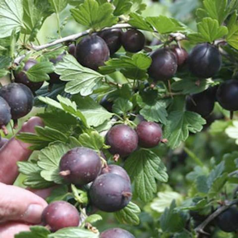 Black Velvet Gooseberry Plant Live, Well-Rooted Berry Shrub, 5-9 Inch Tall - Image 4