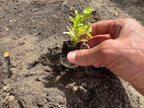 Herb Seedlings: Ready-to-Plant Seedlings, Starts, Plugs, Garden-Ready, Live Plants, Transplants, Pre-sprouted, for Soil & Hydroponic Gardens (36 seedlings) - Image 3