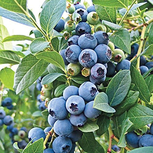 Blueray Blueberry Bush Live Plant, 2.5 Qt Pot, Extra-Large Sweet Berries, Cold Hardy - Image 3