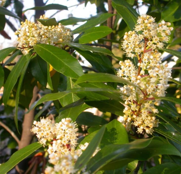 2 Carolina Cherry Laurel Shrubs - 4-6" Tall Live Plants - 3" Pots - Image 4