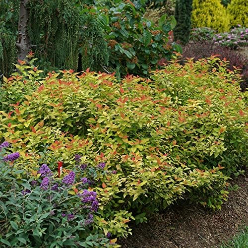 Proven Winners Double Play Candy Corn Spirea, Live Shrub, 3 Gallon - Image 4