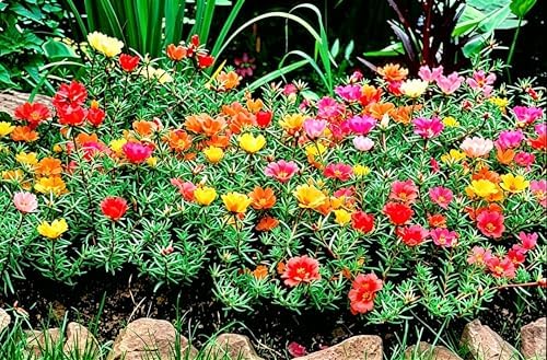 20000+ Moss Rose Seeds for Planting - Annual Flower, Ground Cover Seeds, Portulaca Grandiflora Mix, Vibrant Double Blooms, Heat & Drought Tolerant for Rock Gardens & Containers - Image 7