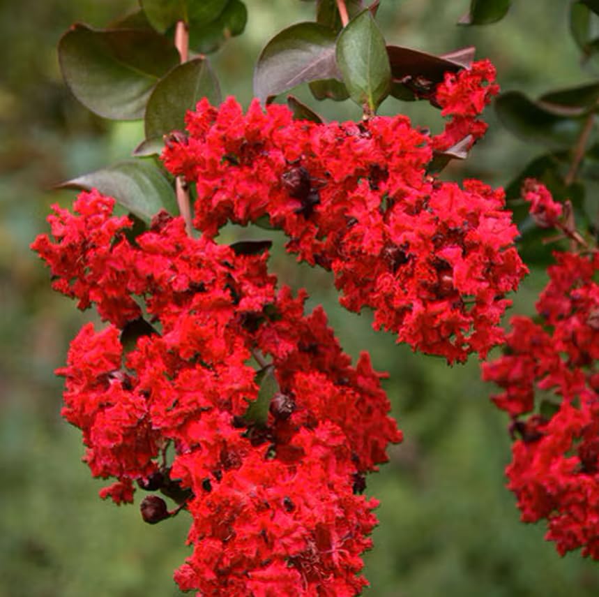 Red Crape Myrtle Shrub/Tree - 6-12" Tall Live Plant - Quart Pot - Image 5