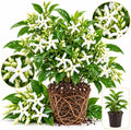 Confederate Jasmine Plant Live | 4-8 Inch Tall | Fragrant White-Blooming Vine | Easy to Grow Live Jasmine Plant for Indoor & Outdoor Spaces by GINGERGLOW
