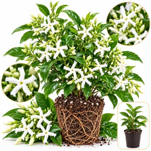Confederate Jasmine Plant Live | 4-8 Inch Tall | Fragrant White-Blooming Vine | Easy to Grow Live Jasmine Plant for Indoor & Outdoor Spaces by GINGERGLOW