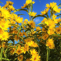 Maximilian Sunflower Seeds - 3000+ Count - for 2026 Planting Prairie Sunflower Perennial Wildflower Drought Tolerant Deer Resistant Tall Yellow Flower Grow Your Own Home Farm Patio by TomorrowSeeds