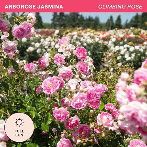 Heirloom Climbing Roses, Live Own Root Plant, Arborose® Jasmina - Image 4