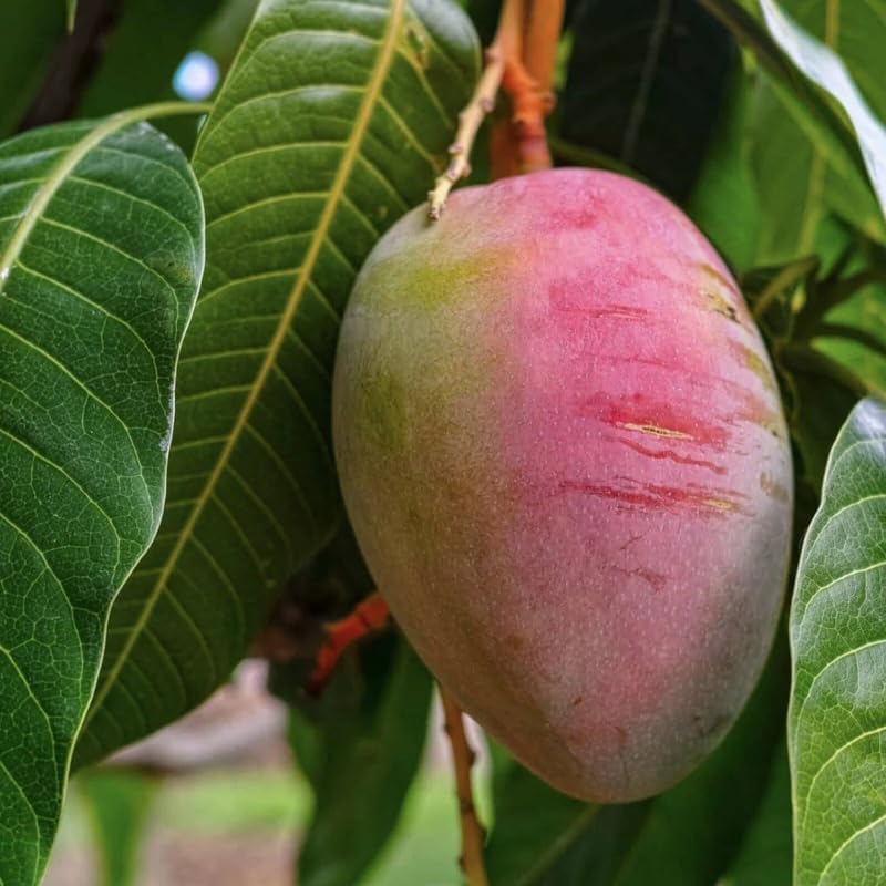 Red Mango Tree Live Plant, Tropical Fruit, 3 Gallon Pot - Image 6