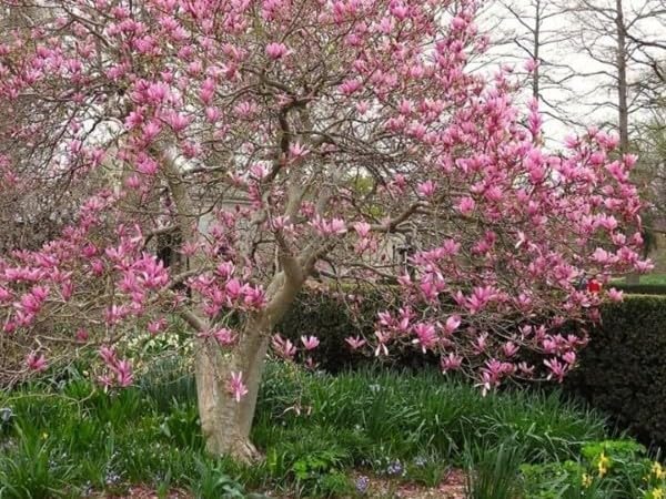 Greenwood Nursery: Live Trees - 'Jane' Magnolia + Magnolia l. 'Nigra' x M. stell. 'Rosea' - [Qty: 5X 2.5 Pots] - (Click for Other Available Plants/Quantities) by GreenwoodNursery