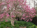 Greenwood Nursery: Live Trees - 'Jane' Magnolia + Magnolia l. 'Nigra' x M. stell. 'Rosea' - [Qty: 5X 2.5 Pots] - (Click for Other Available Plants/Quantities) by GreenwoodNursery