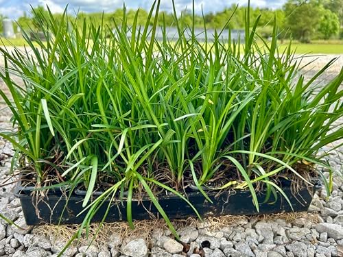 Liriope Spicata Live Plants, 18 Pack of 3 Inch Pots, Creeping Liriope - Image 5