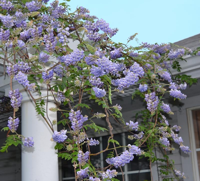 Greenwood Nursery: Live Ground-Cover Plants - Wisteria Frutescens 'Amethyst Falls' Vine - [Qty: 5X Pint Pots] - (Click for Other Available Plants/Quantities) by GreenwoodNursery
