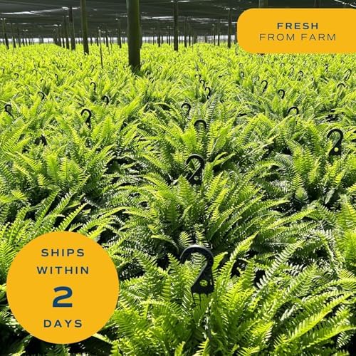 Costa Farms Boston Fern, Live Indoor Plant, Easy Care, Home Decor - Image 6