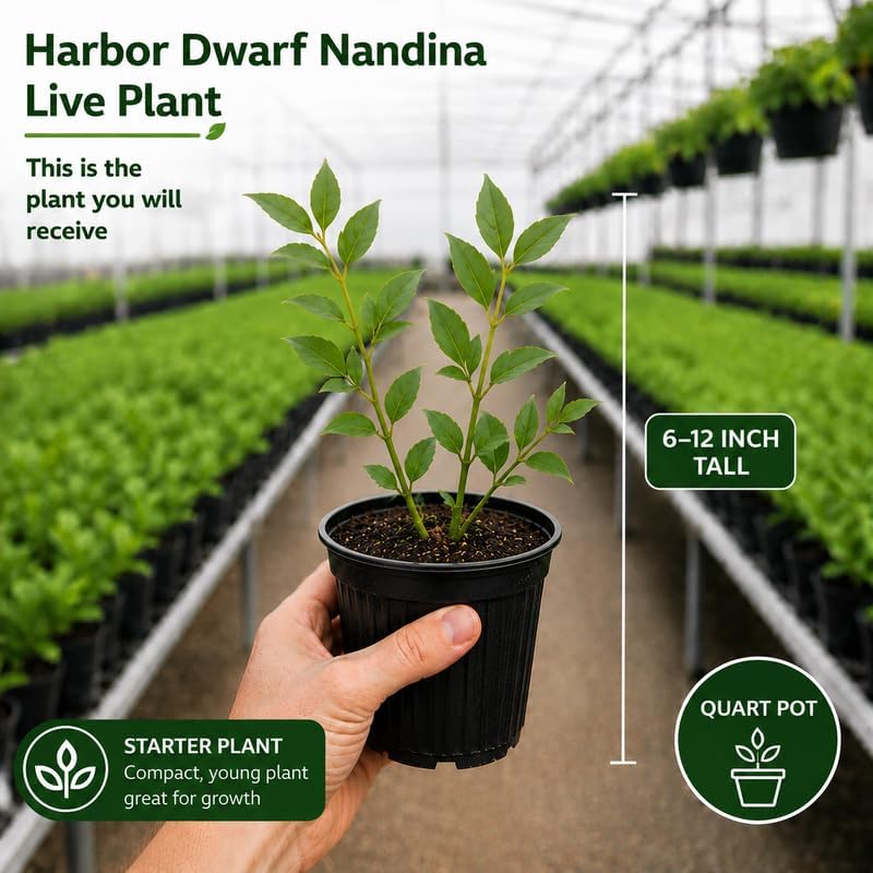3 Harbor Dwarf Nandina Live Plants (Nandina Domestica), 6-8" Tall in Quart Pot, Low Maintenance, Compact Evergreen Shrub with Red Seasonal Foliage, Ideal for Garden & Landscape - Image 2