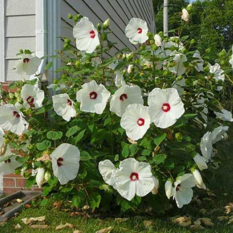 White Hibiscus Flower Live Plant, Large Bloom Shrub, 5-8'' Tall - Image 2