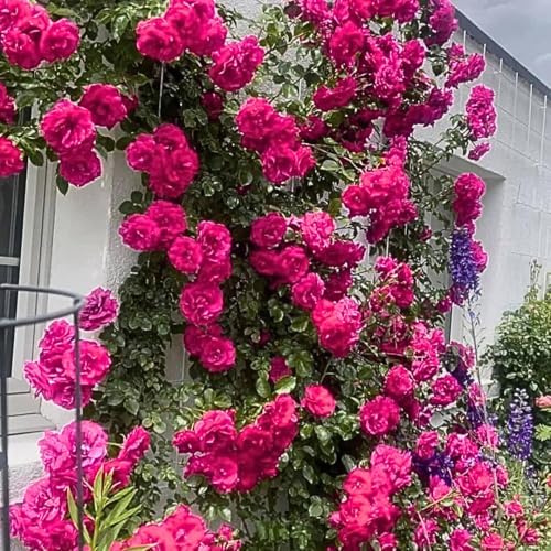Pink Blossom Climbing Live Rose Plant, Flower, 5-10 Inch Tall - Image 2