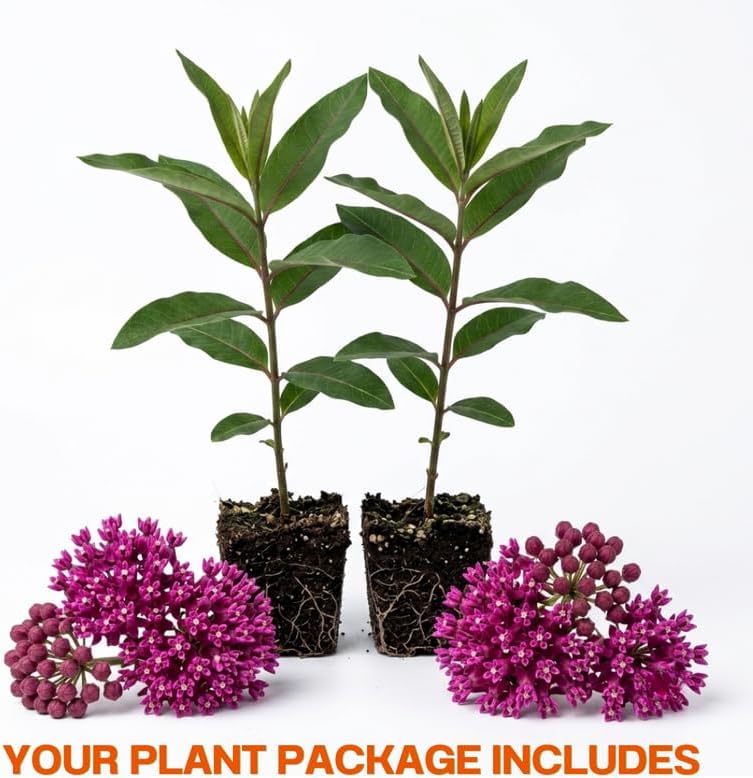 2 Purple Milkweed Live Plants, 3-6 Inch Tall - Image 2
