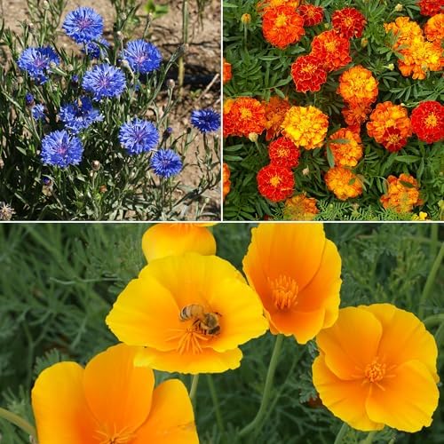 Ferry-Morse Low-Growing Bulk Wildflower Seeds, 310,000+, 1 lb - Image 3