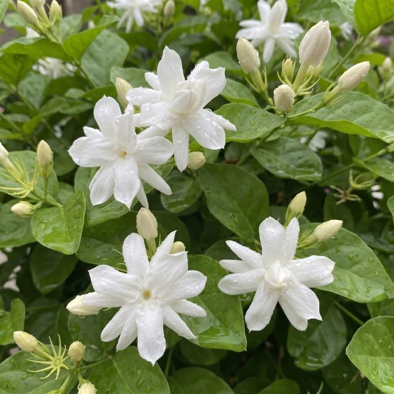 Belle of India Jasmine Vine Live Plant, Patio Container Flower, 4-7 Inches - Image 6