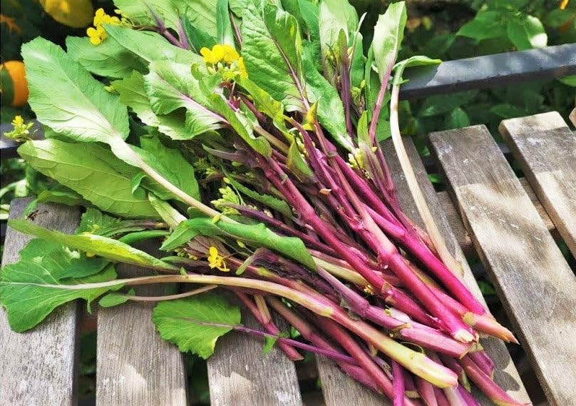 Hon Tsai Tai Purple Yu Choy Sum Seeds - 500+ Count & 5000+ Green Yu Choy Sum 70D - for 2026 Planting Hong Caitai Red Chinese Flowering Cabbage Moss Bok Choi Asian Vegetable - Image 2