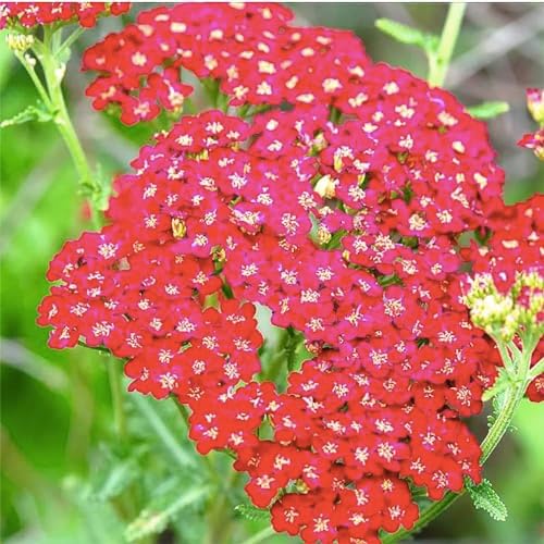 Low Rainfall, Dry Area Wildflower Seed Mix - 13 Varieties of Annuals and Perennials - Image 6