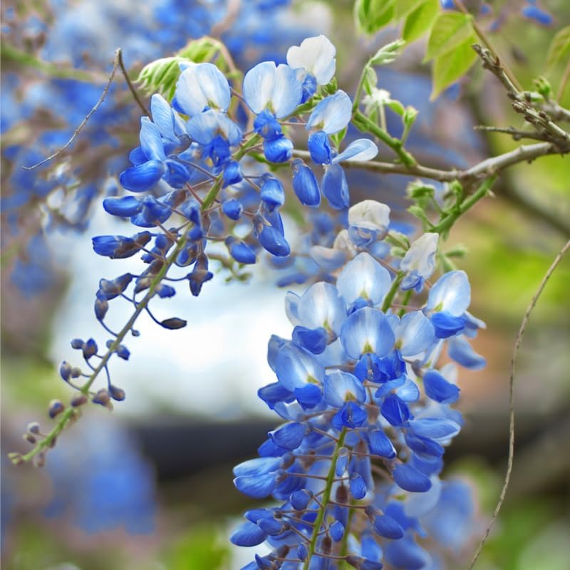 Blue Wisteria Live Plant, Climbing Vine Flower, 6-12 Inch Tall, in Pot - Image 4