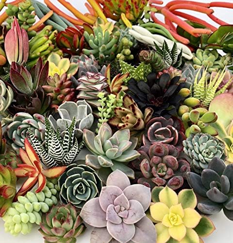 10 Assorted Live Succulent Cuttings, No 2 Succulents Alike, Great for Terrariums, Mini Gardens, and as Starter Plants by The Succulent Cult - Image 3