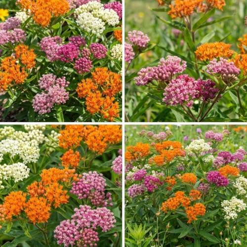 2 Mix Milkweed Live Plants, Asclepias Tuberosa Plant 4–6" Tall - Image 5