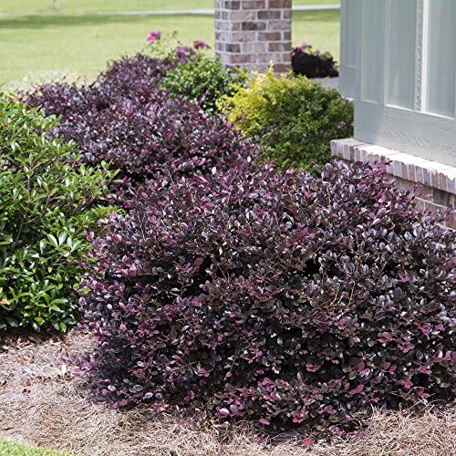 Plum Delight Loropetalum (Chinese Fringe) - Live Plant - (1 QT) - Image 4