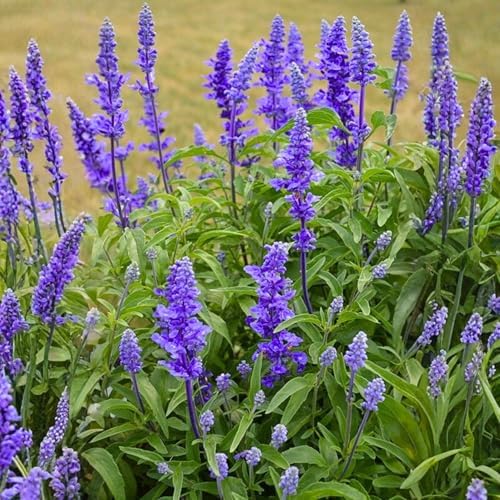 3 Dark Purple Salvia Sage Plants, Perennial Flower Plant, 4-6'' Tall - Image 5