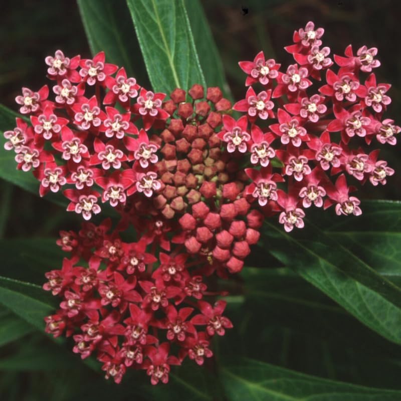 2 Deep Red Butterfly Milkweed Plants Live, Flowering Plant, 4-9 Inch Tall - Image 4