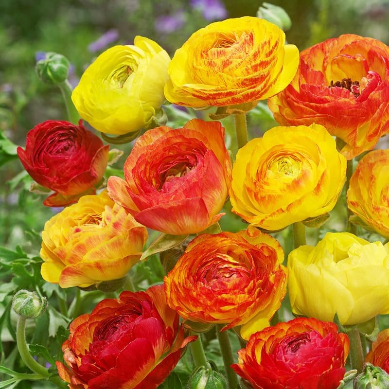 25 Multicolor Ranunculus Bulbs for Planting, Peony Perennial Flower - Image 5