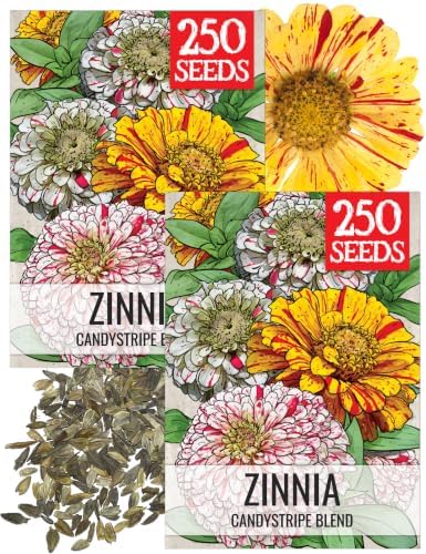 Seed Needs Candystripe Zinnia Seeds to Plant Cut Flowers - 2 Packs by SeedNeeds