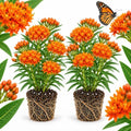 2 Live Milkweed Plant, Orange Tuberose Milkweed Live Plant, 4-6 Inch Tall, Flowering Milkweed Plant for Outdoor Gardens, Easy to Grow by GINGERGLOW