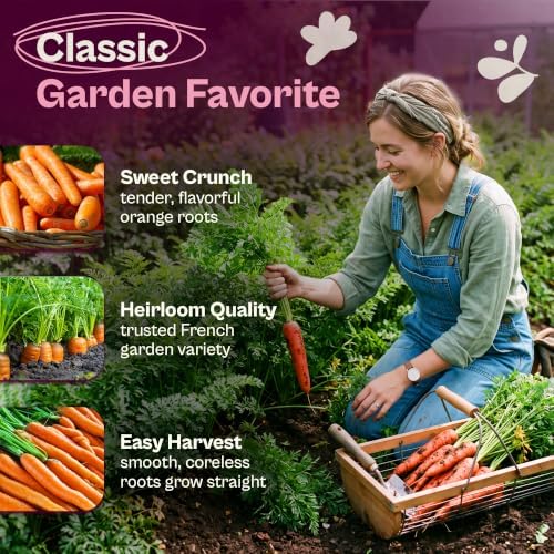 SVI 2000 Scarlet Nantes Carrot Heirloom Vegetable Seeds, Daucus carota - Image 3