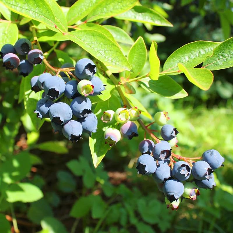 Highbush Blueberry Plant Live, Landscape Berry Bush, 5-10 Inch Tall - Image 3