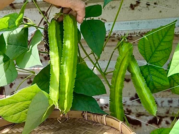 50+ Premium Winged Bean Seeds- Hạt Đậu Rồng - Dragon Bean, Four-angled, Goa, Manila, Princess, Cigarillas - Non GMO, Heirloom - High Yield Vegetable Seeds for Yard & Garden - Image 6