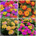 250 Lantana Seeds - Multi-Color Gradient Blooms, Heat & Drought-Tolerant Garden Shrubs, Long-Flowering & Low-Maintenance, Butterfly & Bee Attracting by BuggyBeds