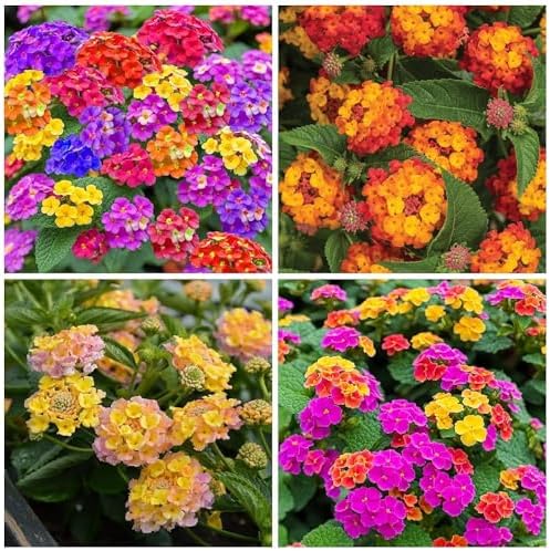 250 Lantana Seeds - Multi-Color Gradient Blooms, Heat & Drought-Tolerant Garden Shrubs, Long-Flowering & Low-Maintenance, Butterfly & Bee Attracting by BuggyBeds