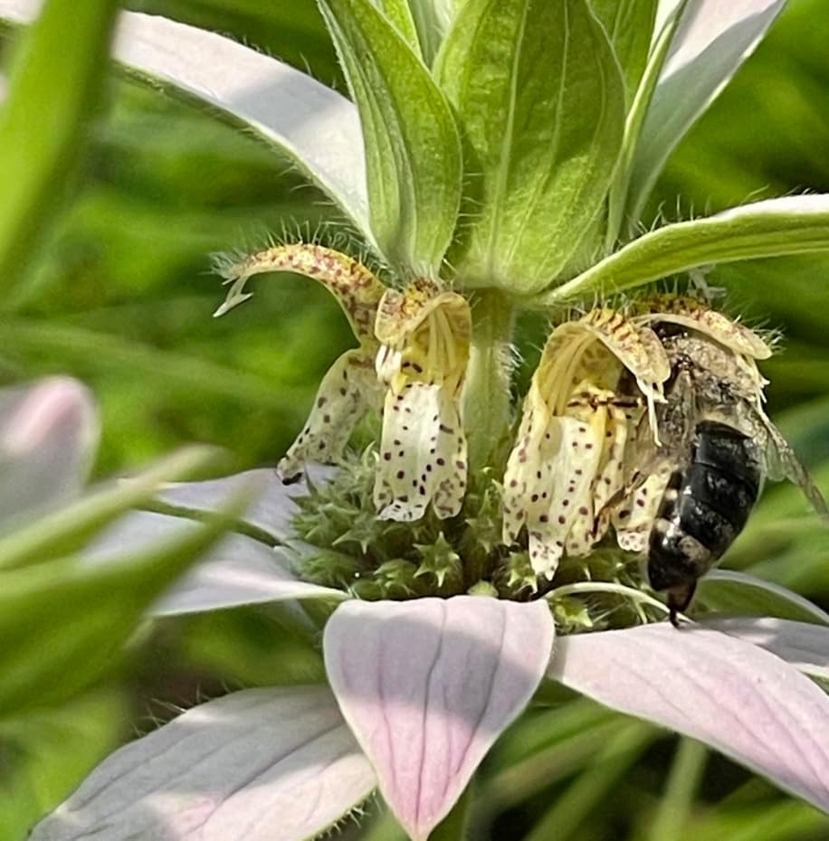 Spotted Beebalm 32 Live Plants (Monarda punctata) – Native Perennial Wildflower for Pollinator & Hummingbird Gardens, Drought Tolerant, Low Maintenance, Full Sun Landscaping Plant by MyHomePark