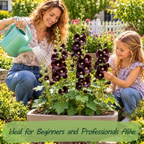 Rare Hollyhock Seeds – 100+ Black Hollyhock Flower Seeds – Non-GMO, Heirloom Perennial – Showy Blooms for Outdoor Planting - Image 2