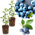 2 Highbush Blueberry Bushes Plants Live, Fruit Tree Seedling, 4-7 Inch Tall by GardenNurserySince1996