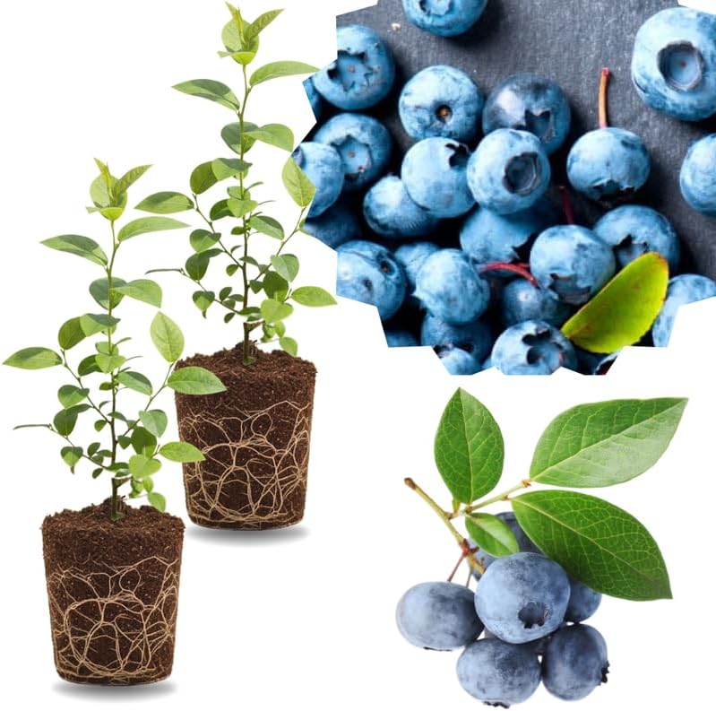 2 Highbush Blueberry Bushes Plants Live, Fruit Tree Seedling, 4-7 Inch Tall by GardenNurserySince1996