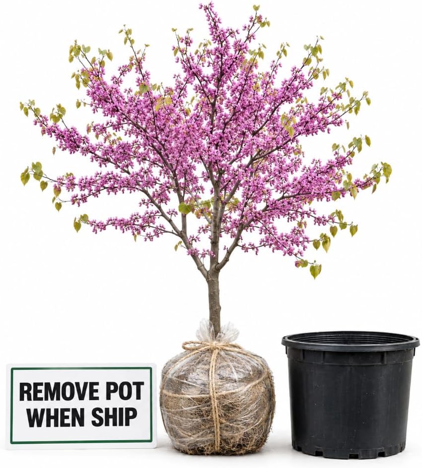 Eastern Redbud Tree Ornamental Red Bud Tree Live Home 1 Year Old, 1 Ft Tall - Image 3