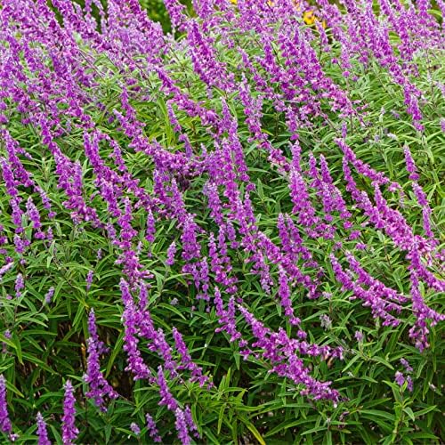 Clovers Garden Salvia (Meadow Sage) Plants – Two (2) Live Plants – Non-GMO - Not Seeds - Each 4" to 8" Tall – in 4" Inch Pots – Hardy Flowering Perennial, Pollinator Favorite by CloversGarden